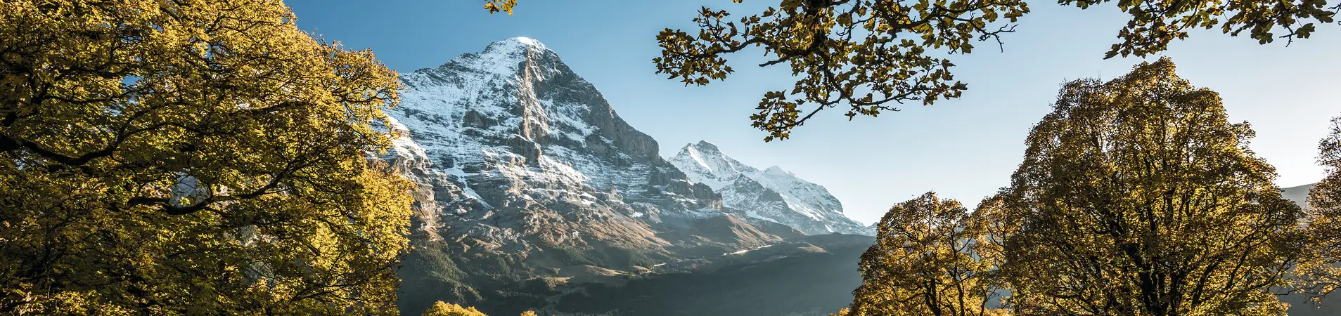 Blick durch herbstliche Bäume auf ein beeindruckendes Bergpanorama mit schneebedecktem Gipfel unter klarem Himmel.