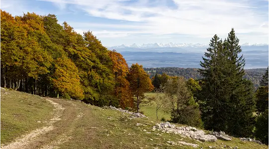 Ein Wanderweg führt durch herbstlichen Wald mit Blick auf die Alpen in der Ferne.