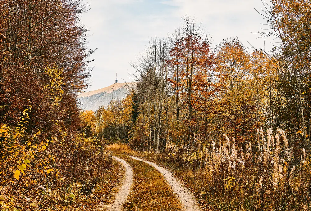 Herbstlicher Waldweg mit Blick auf einen entfernten Hügel mit Sendeturm.