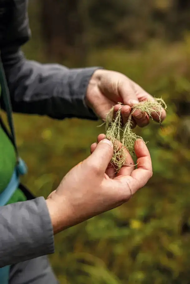 Zwei Hände halten hellgrüne Flechten, sogenannte Baumbärte, in einer Waldumgebung.