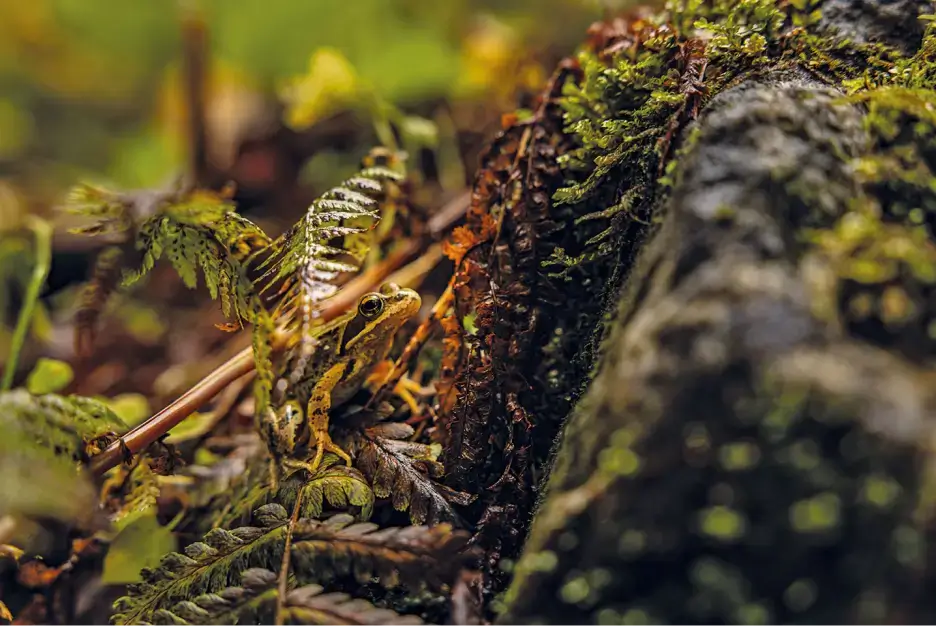 Ein braun-grün gefärbter Grasfrosch sitzt zwischen Farnen und Moos am Waldboden.