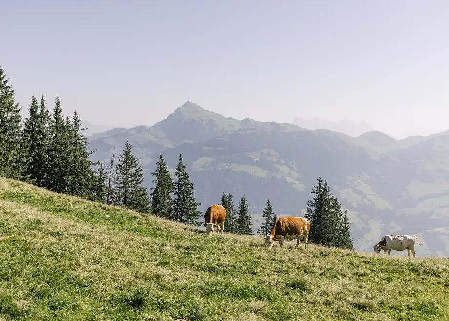 Drei Kühe grasen auf einer Almwiese vor einem Panorama aus Bergen und Tannen.
