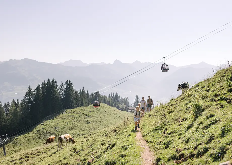 Wanderer gehen auf einem schmalen Bergpfad an grasenden Kühen vorbei, während eine Gondel über den Hang fährt.