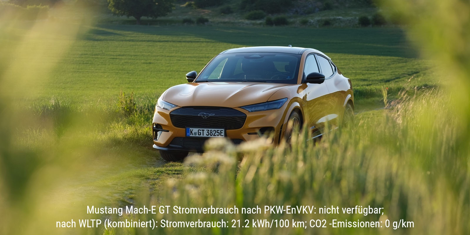 Mustang neu